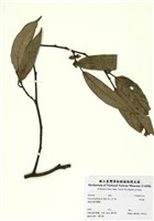 藏品(珍珠蓮)的圖片